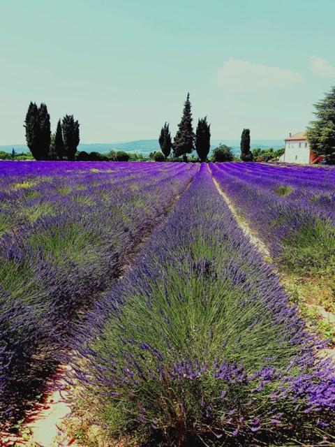 Le Mas De La Glycine Roussillon en Isere Exteriér fotografie
